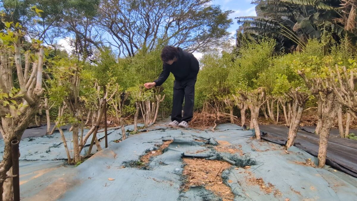 石垣島渡航 おばあのヘナ畑2026